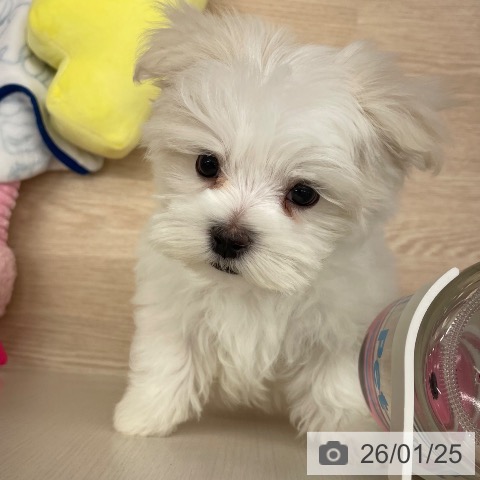 沖縄県のマルチーズ (ペットプラス 南風原店/2025年11月15日生まれ/男の子/ホワイト)の子犬の4枚目の画像