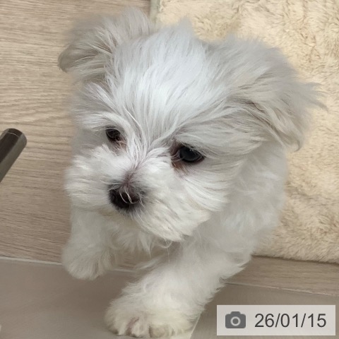 沖縄県のマルチーズ (ペットプラス 南風原店/2025年11月15日生まれ/男の子/ホワイト)の子犬の3枚目の画像