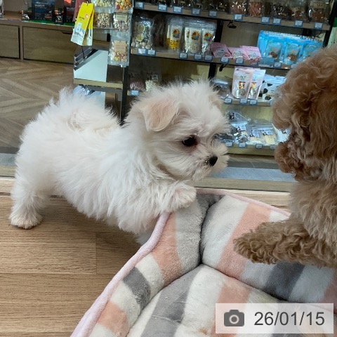 福岡県のマルチーズ (ペットプラス ららぽーと福岡店/2025年11月15日生まれ/男の子/ホワイト)の子犬の4枚目の画像