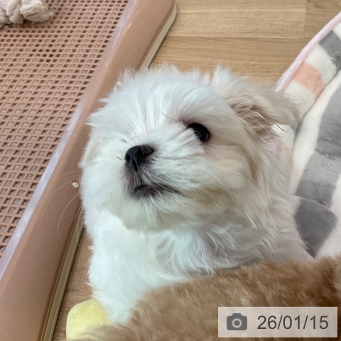 福岡県のマルチーズ (ペットプラス ららぽーと福岡店/2025年11月15日生まれ/男の子/ホワイト)の子犬の3枚目の画像
