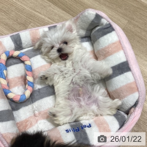 マルチーズの写真