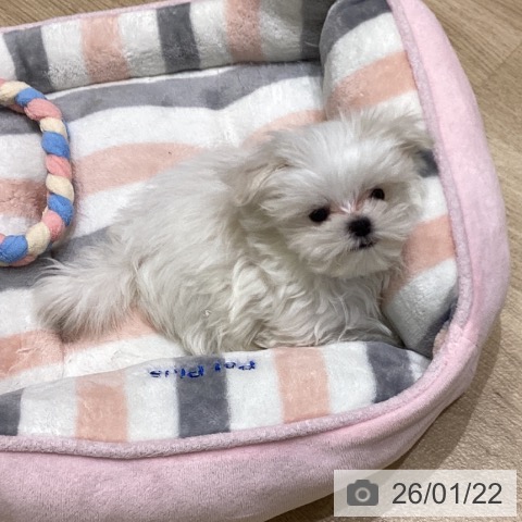 岩手県のマルチーズ (ペットプラス 盛岡南店/2025年11月15日生まれ/男の子/ホワイト)の子犬の4枚目の画像