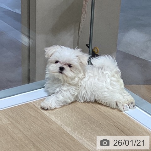 岩手県のマルチーズ (ペットプラス 盛岡南店/2025年11月15日生まれ/男の子/ホワイト)の子犬の3枚目の画像