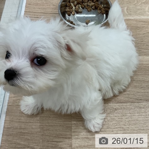 マルチーズの写真