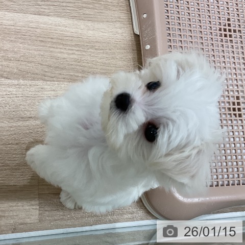 マルチーズの写真