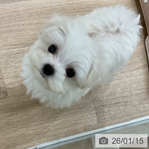 マルチーズの写真
