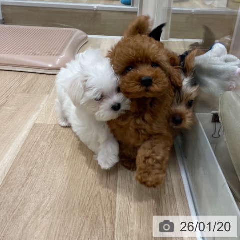 マルチーズの写真