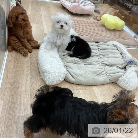 マルチーズの写真