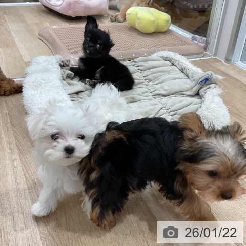 マルチーズの写真