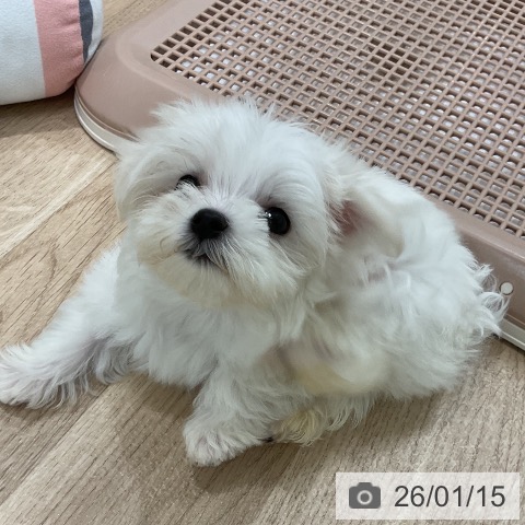 福岡県のマルチーズ (ペットプラス 八幡東店/2025年11月15日生まれ/女の子/ホワイト)の子犬の4枚目の画像