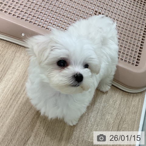 福岡県のマルチーズ (ペットプラス 八幡東店/2025年11月15日生まれ/女の子/ホワイト)の子犬の3枚目の画像