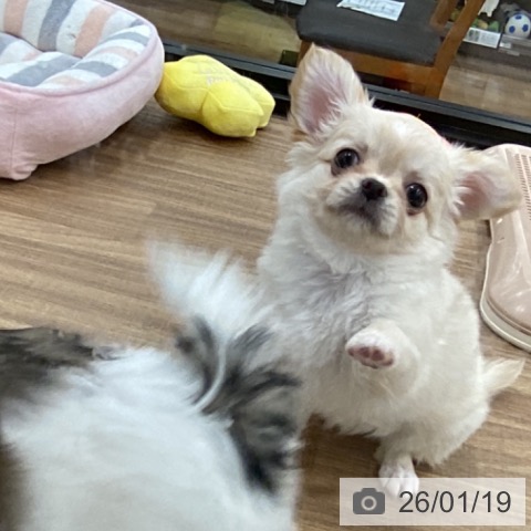 茨城県のチワワ(ロング) (ペッツワン 古河店/2025年11月11日生まれ/女の子/クリームホワイト)の子犬の4枚目の画像