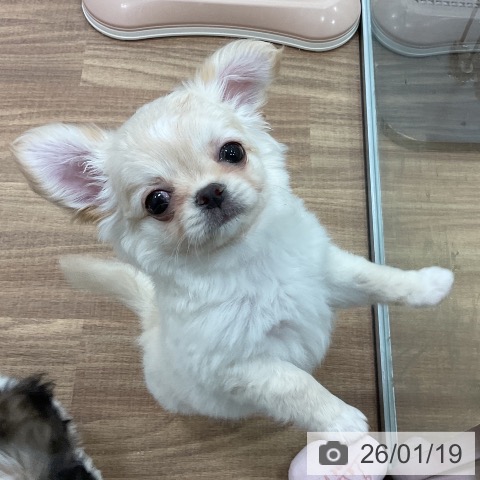 茨城県のチワワ(ロング) (ペッツワン 古河店/2025年11月11日生まれ/女の子/クリームホワイト)の子犬の3枚目の画像