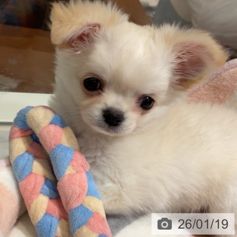 神奈川県のチワワ(ロング) (ペットプラス 湘南平塚店/2025年11月11日生まれ/女の子/クリームホワイト)の子犬の4枚目の画像
