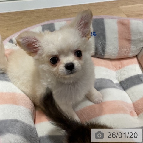 神奈川県のチワワ(ロング) (ペットプラス 湘南平塚店/2025年11月11日生まれ/女の子/クリームホワイト)の子犬の3枚目の画像