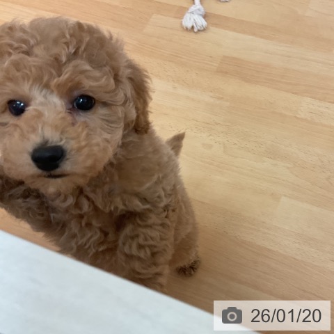 福岡県のトイプードル(トイ) (ペットプラス 福岡伊都店/2025年11月19日生まれ/男の子/レッド)の子犬の4枚目の画像