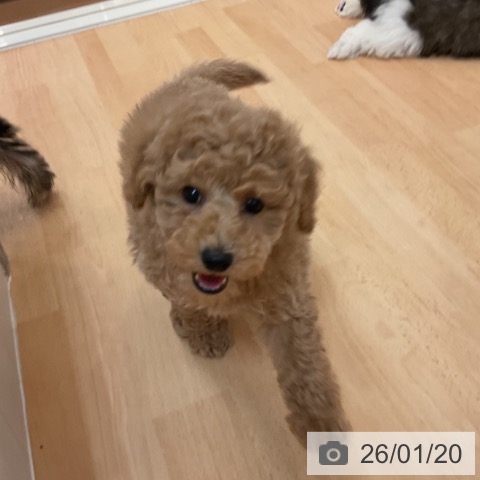 福岡県のトイプードル(トイ) (ペットプラス 福岡伊都店/2025年11月19日生まれ/男の子/レッド)の子犬の3枚目の画像