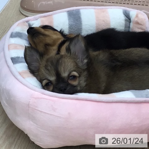 沖縄県のチワワ(ロング) (ペットプラス 沖縄ライカム店/2025年11月19日生まれ/女の子/フォーン)の子犬の3枚目の画像