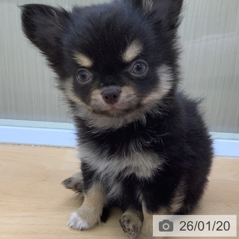 福岡県のチワワ(ロング) (ペットプラス 福岡店/2025年11月15日生まれ/男の子/ブラックタン)の子犬の4枚目の画像