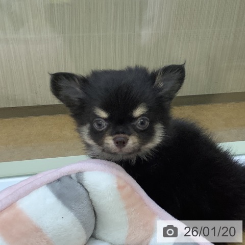 福岡県のチワワ(ロング) (ペットプラス 福岡店/2025年11月15日生まれ/男の子/ブラックタン)の子犬の3枚目の画像