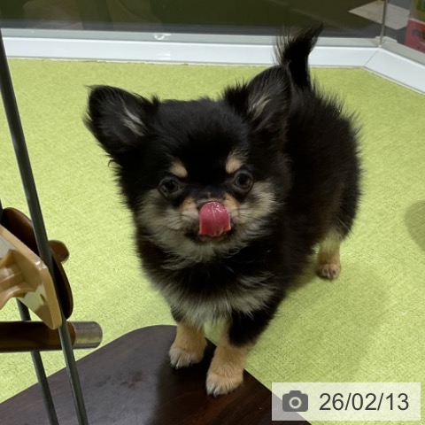 福岡県のチワワ(ロング) (ペットプラス 福岡店/2025年11月15日生まれ/男の子/ブラックタン)の子犬の3枚目の画像