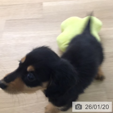 ミニチュア・ダックスフンドの写真