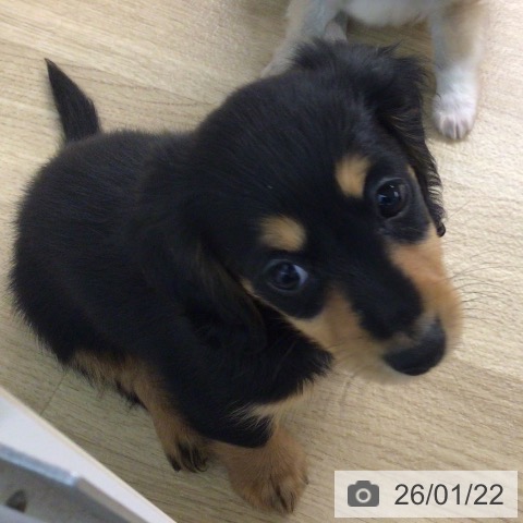 ミニチュア・ダックスフンドの写真