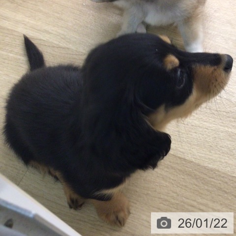 ミニチュア・ダックスフンドの写真