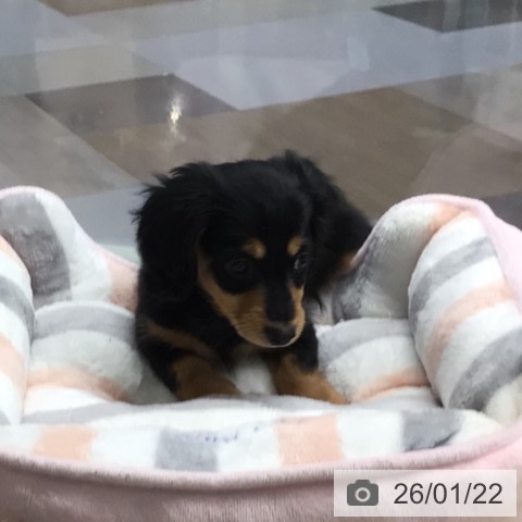 ミニチュア・ダックスフンドの写真