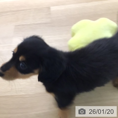 宮崎県のミニチュアダックスフンド(ロング) (ペットプラス 宮崎店/2025年11月15日生まれ/男の子/ブラックタン)の子犬の4枚目の画像