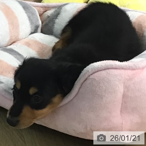 ミニチュア・ダックスフンドの写真