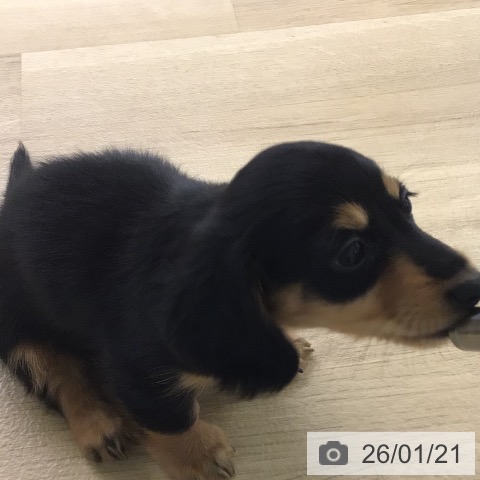 ミニチュア・ダックスフンドの写真