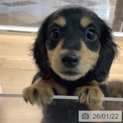 宮崎県のミニチュアダックスフンド(ロング) (ペットプラス 宮崎店/2025年11月15日生まれ/男の子/ブラックタン)の子犬の4枚目の画像