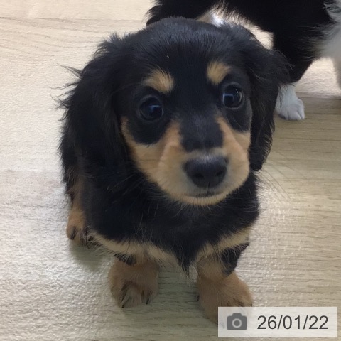 宮崎県のミニチュアダックスフンド(ロング) (ペットプラス 宮崎店/2025年11月15日生まれ/男の子/ブラックタン)の子犬の3枚目の画像