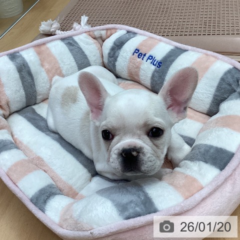 熊本県のフレンチブルドッグ (ペットプラス 熊本店/2025年11月19日生まれ/男の子/クリームホワイト)の子犬の3枚目の画像