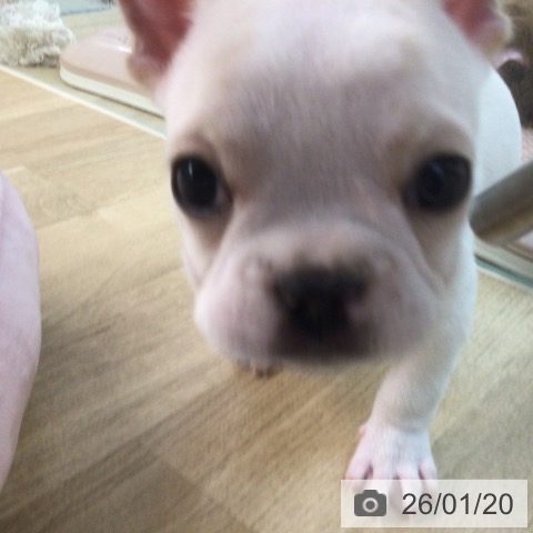 宮崎県のフレンチブルドッグ (ペットプラス 宮崎店/2025年11月19日生まれ/男の子/クリームホワイト)の子犬の4枚目の画像