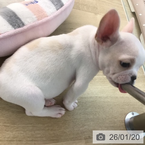 宮崎県のフレンチブルドッグ (ペットプラス 宮崎店/2025年11月19日生まれ/男の子/クリームホワイト)の子犬の3枚目の画像