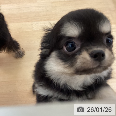 福岡県のチワワ(ロング) (ペットプラス 福岡伊都店/2025年11月17日生まれ/女の子/ブラッククリームホワイト)の子犬の4枚目の画像