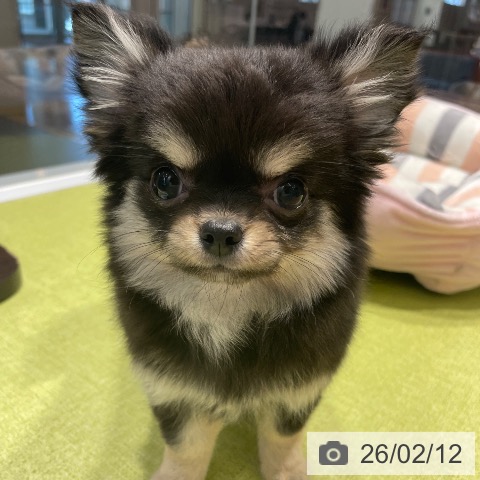 福岡県のチワワ(ロング) (ペットプラス MARK IS 福岡ももち店/2025年11月17日生まれ/女の子/ブラッククリームホワイト)の子犬の4枚目の画像