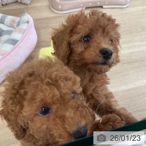 トイ・プードルの写真