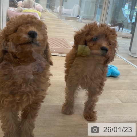 トイ・プードルの写真