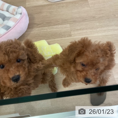 トイ・プードルの写真