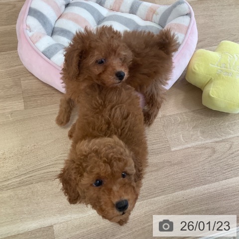 福岡県のトイプードル(トイ) (ペットプラス ららぽーと福岡店/2025年11月17日生まれ/男の子/レッド)の子犬の4枚目の画像