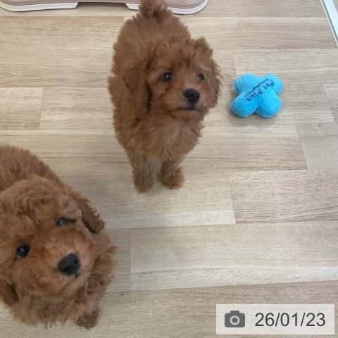 福岡県のトイプードル(トイ) (ペットプラス ららぽーと福岡店/2025年11月17日生まれ/男の子/レッド)の子犬の3枚目の画像