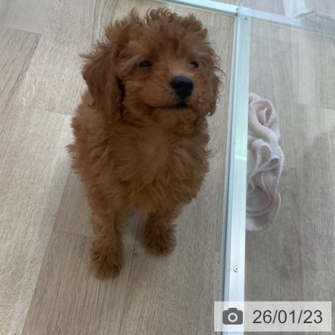 トイ・プードルの写真