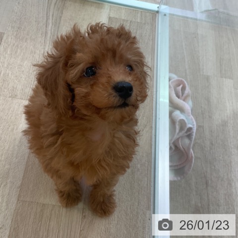 トイ・プードルの写真