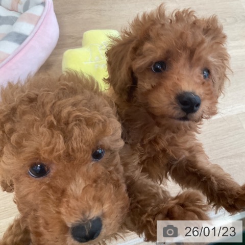 トイ・プードルの写真