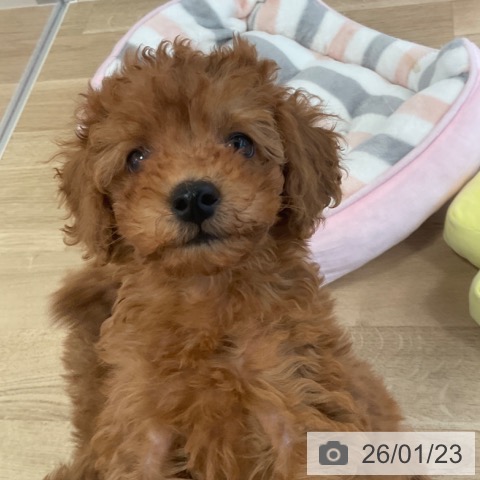 トイ・プードルの写真