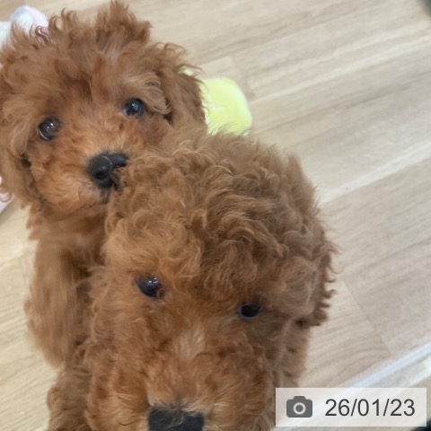 トイ・プードルの写真