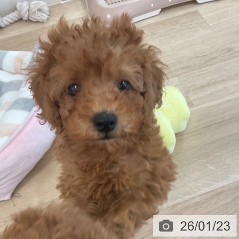 福岡県のトイプードル(トイ) (ペットプラス ららぽーと福岡店/2025年11月17日生まれ/男の子/レッド)の子犬の4枚目の画像